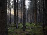 Wald mit Licht